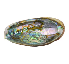 Abalone Shell