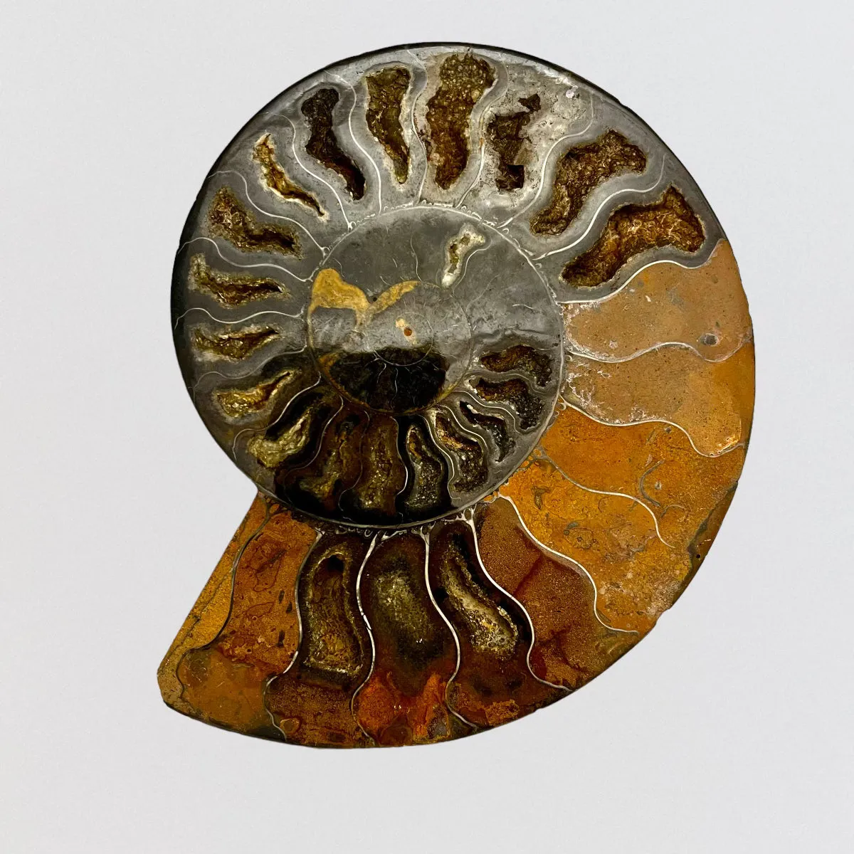 Ammonite Fossil Shell