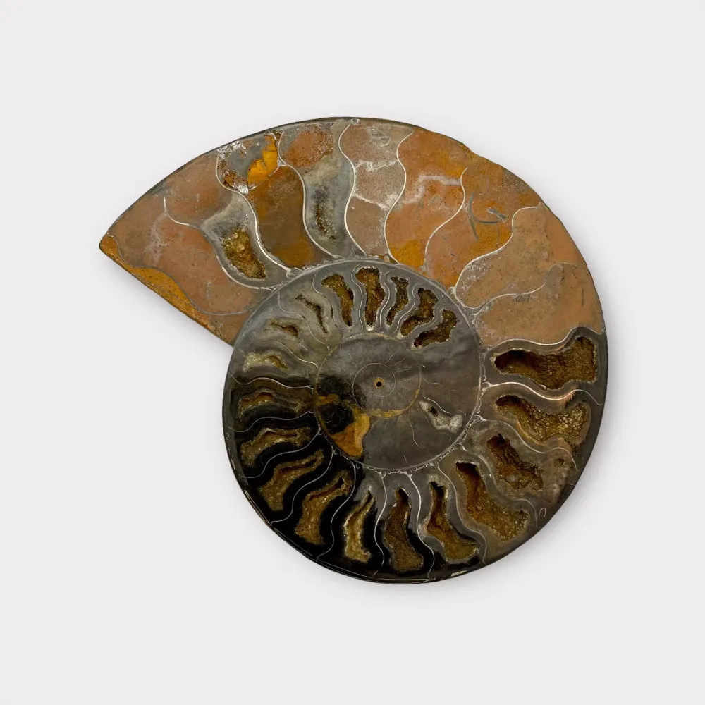 Ammonite Fossil Shell