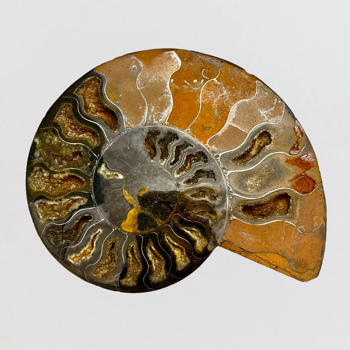 Ammonite Fossil Shell