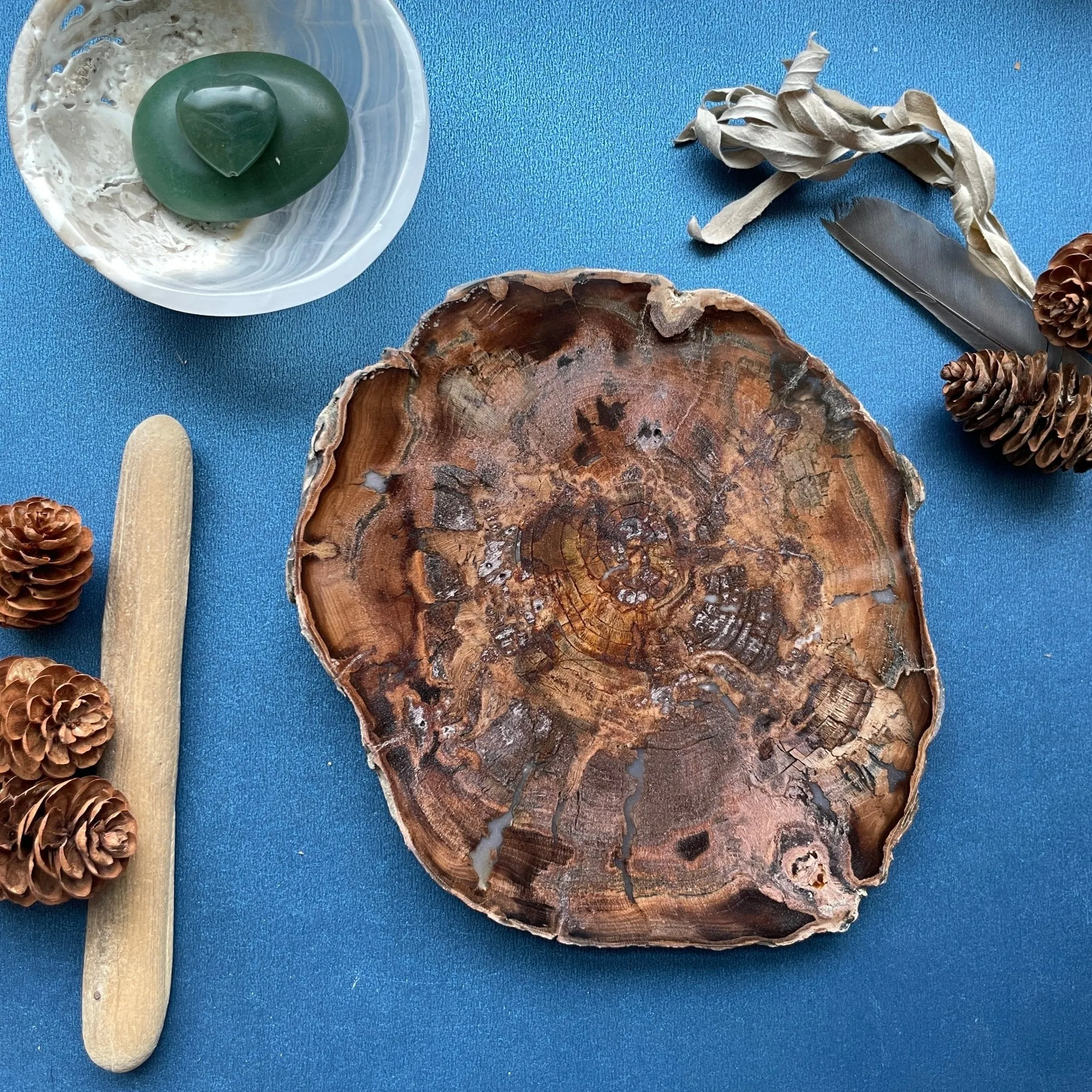 Petrified Wood - Cherry Tree slice 6 x 5