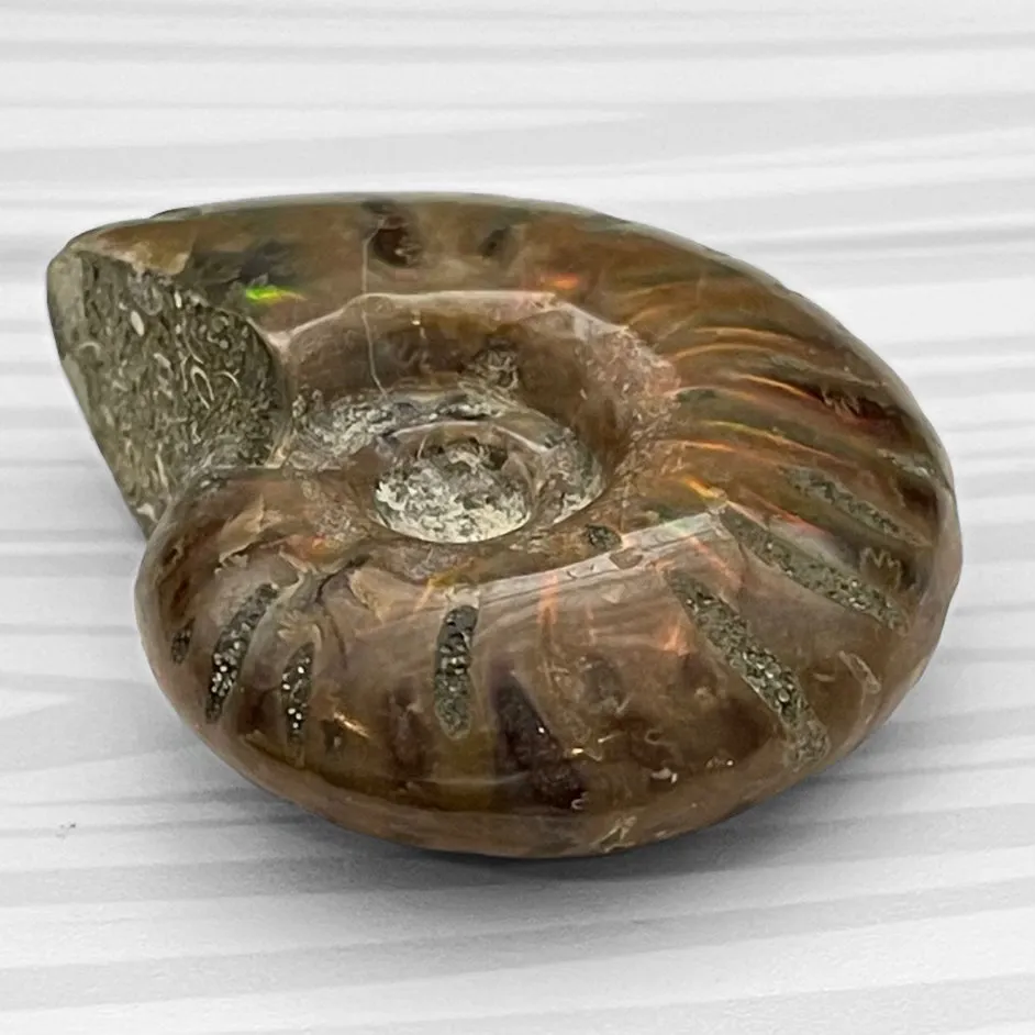 Whole Ammonite Fossil Shell